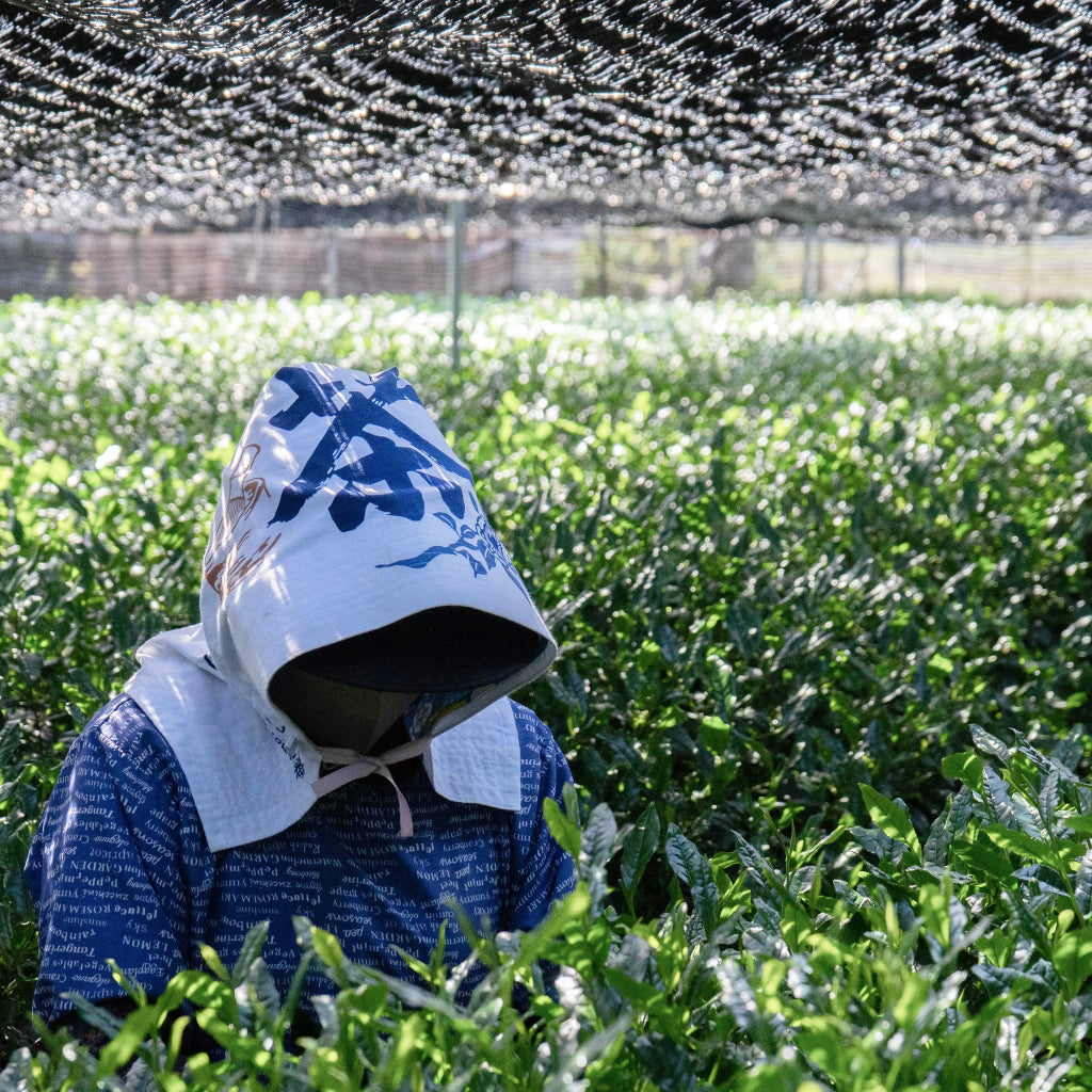 Yamamasa Koyamaen 'Special A' 500g - Japanese Culinary Matcha